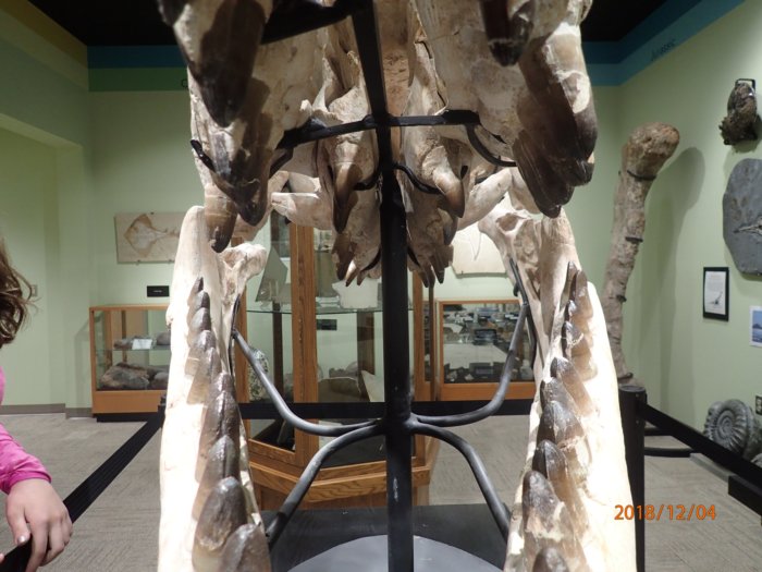 13.mosasaurus.skull.2.throat.teeth