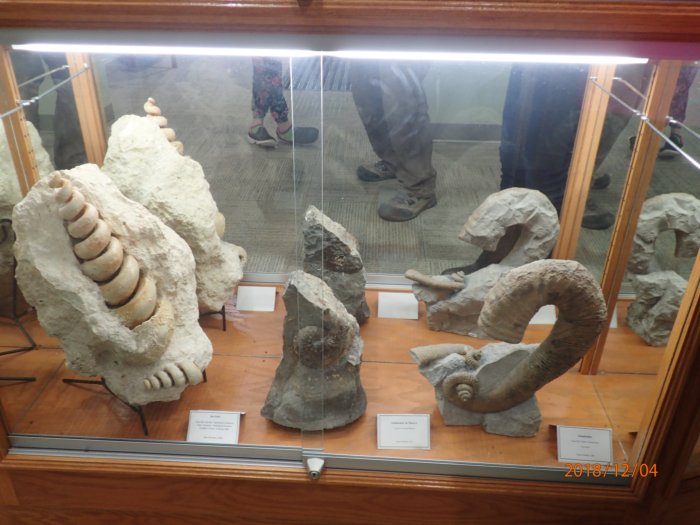 20.weird.ammonites