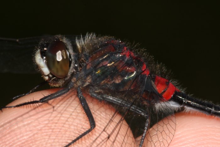 Red.Black.Dragonfly.side.closeup