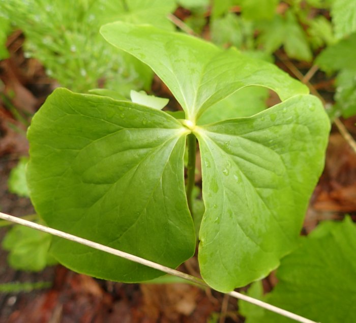 Nodding.trillium.leaves