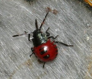 Pseudatelus Raptorius Predatory Stink Bugs Raiding Tent Caterpillar Nest | The Backyard ...