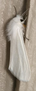 Adult Fall Webworm Moth | The Backyard Arthropod Project